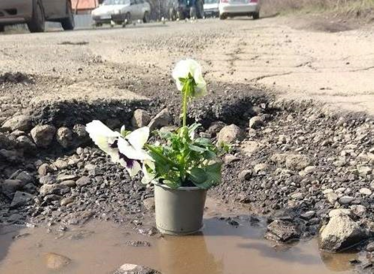 На Закарпатье к приезду Порошенко приготовили цветы в горшках. Фото