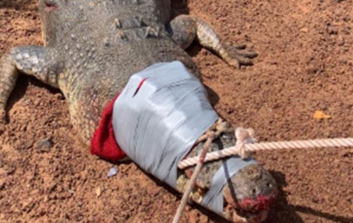 В Австралии "арестовали" 600-килограммового крокодила