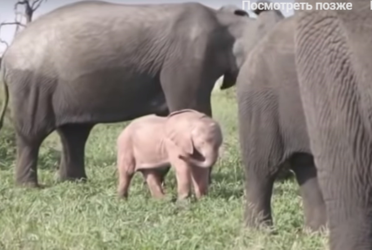 В Африке родился розовый слоненок. Видео