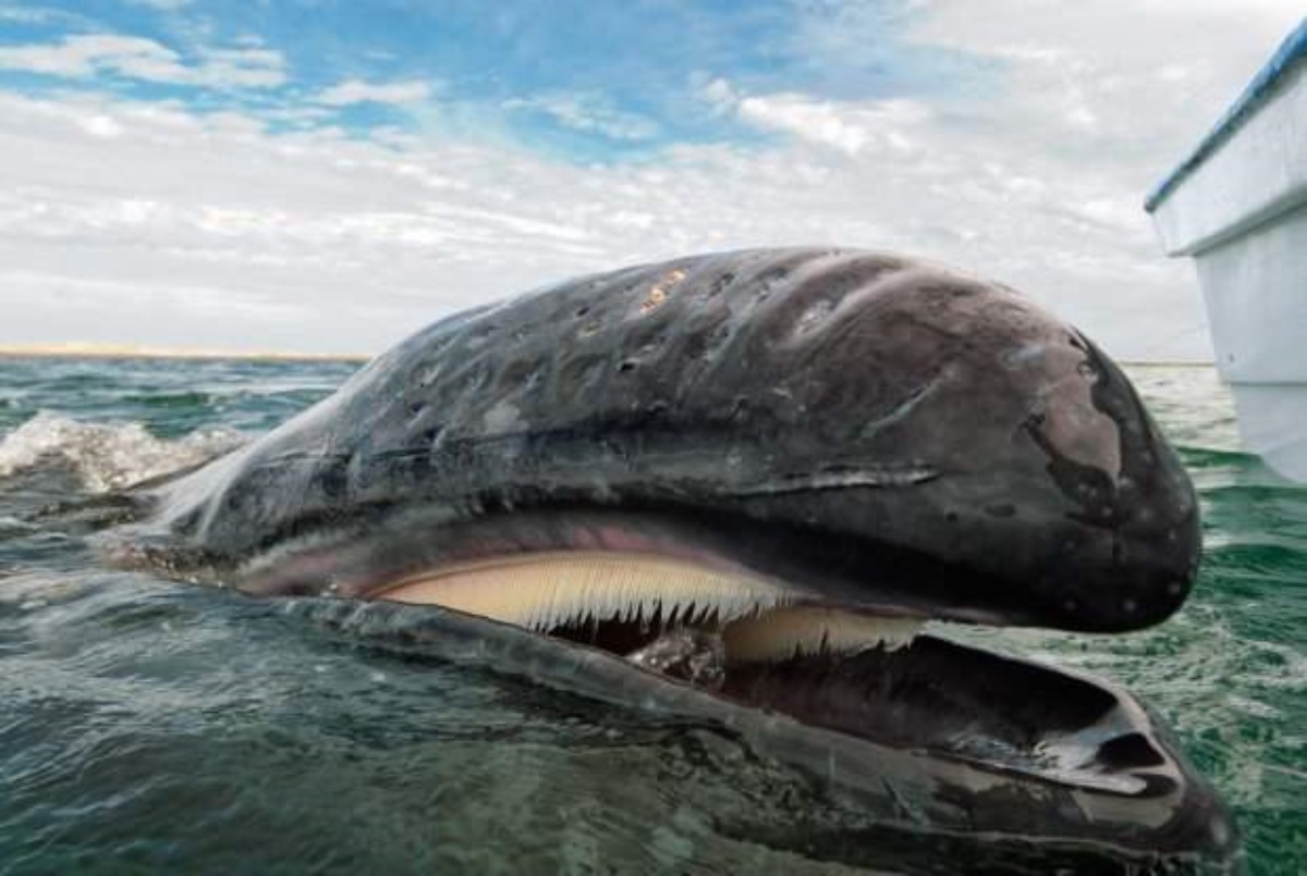 Перепонки и копыта: древний кит заставил ученых поседеть