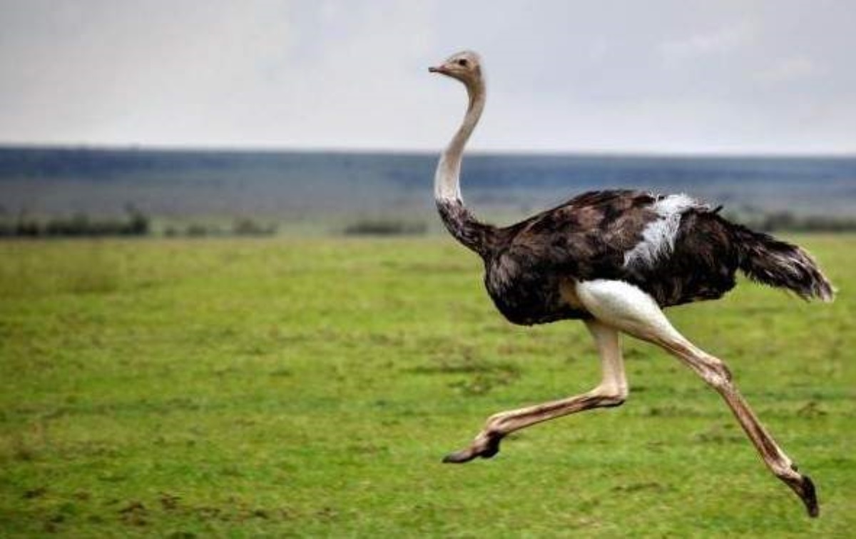 Стало известно, почему страусы и киви не научились летать