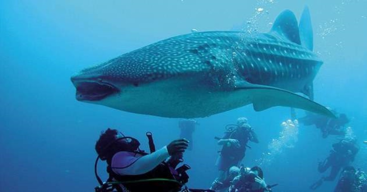 Огромная китовая акула схватила дайвера за ногу, но не для того, чтобы съесть