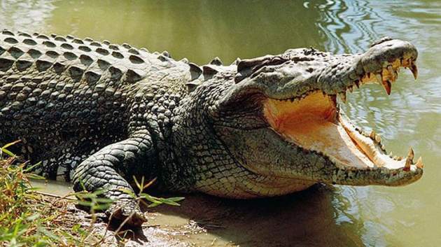 80-летний дедушка победил в сражении с двухметровым крокодилом