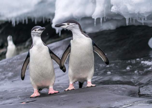 В Антарктиде исчезла одна из крупнейших колоний пингвинов