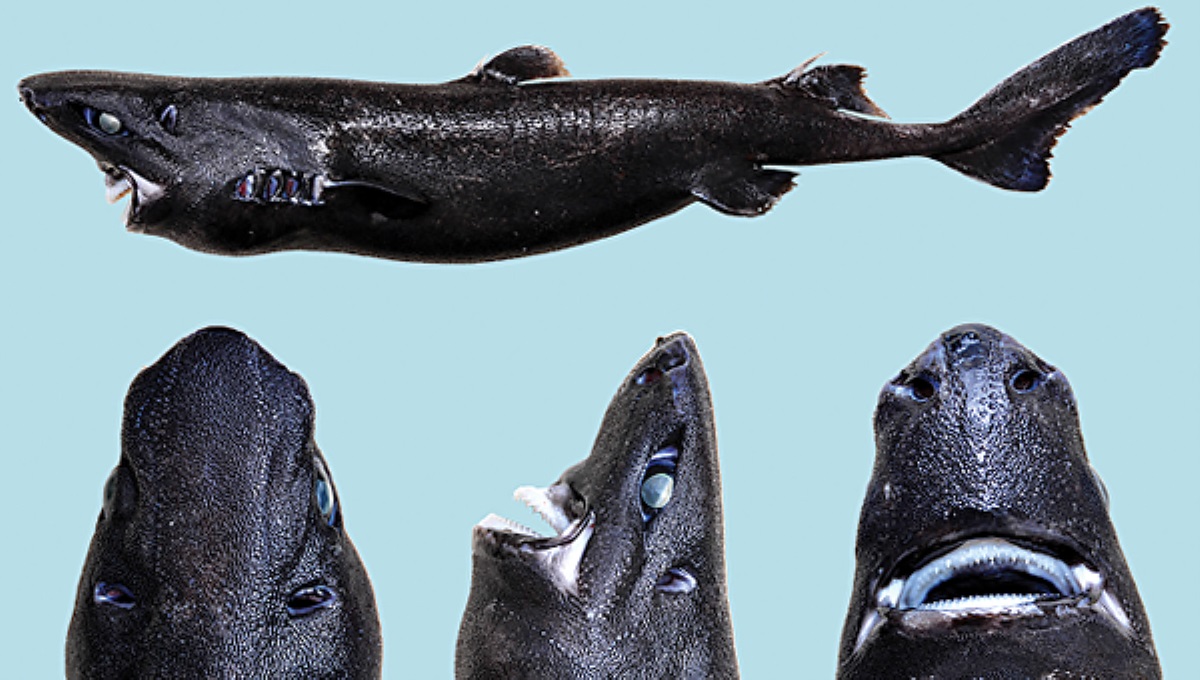 Удивительные фото: в Тихом океане видели «акулу-ниндзя»