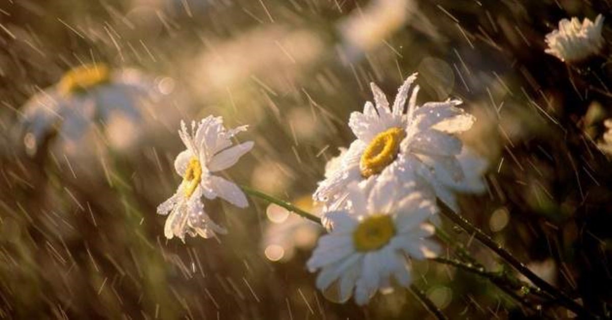 До +23: синоптики назвали дату, когда весна сжалится над украинцами