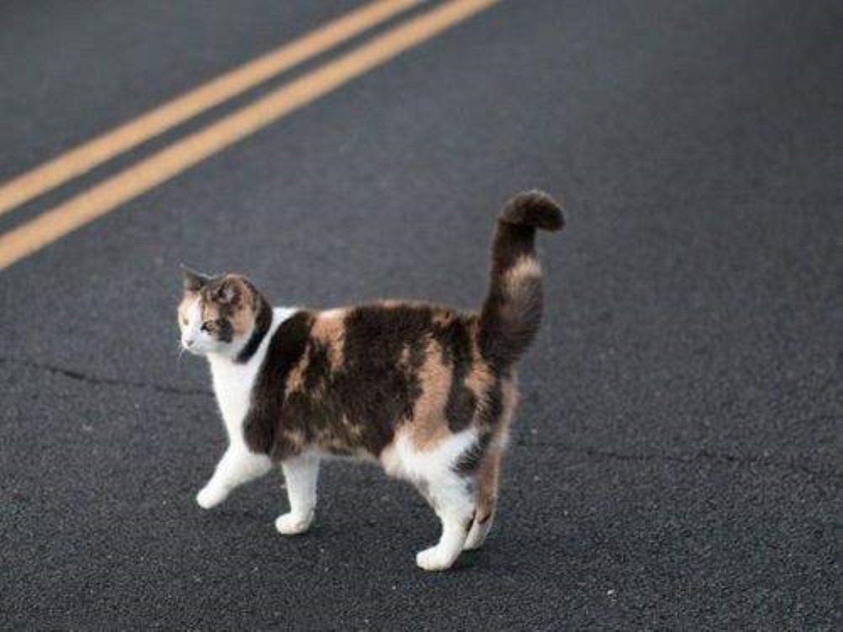 Приметы на несчастье и удачу: что означает цвет кошки, перебежавшей дорогу