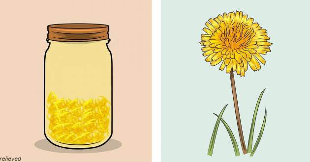 7 вещей, которые произойдут с организмом, если пить чай из одуванчиков