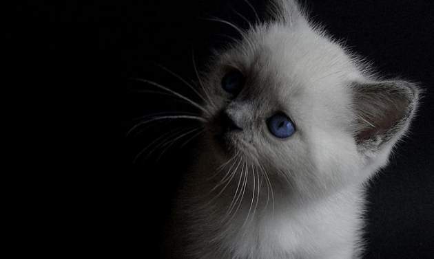 Эти человеческие болезни способна излечить обычная кошка