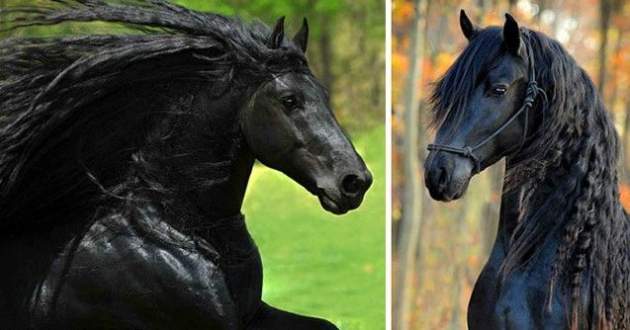 Так выглядит самый красивый конь в мире