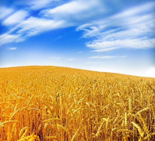 Продажа и закупка зерновых на лучших условиях