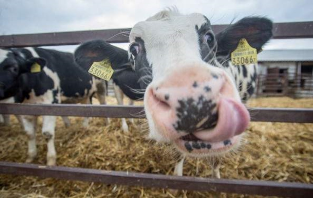 Украинцев предупредили об опасности коровьего мяса и молока