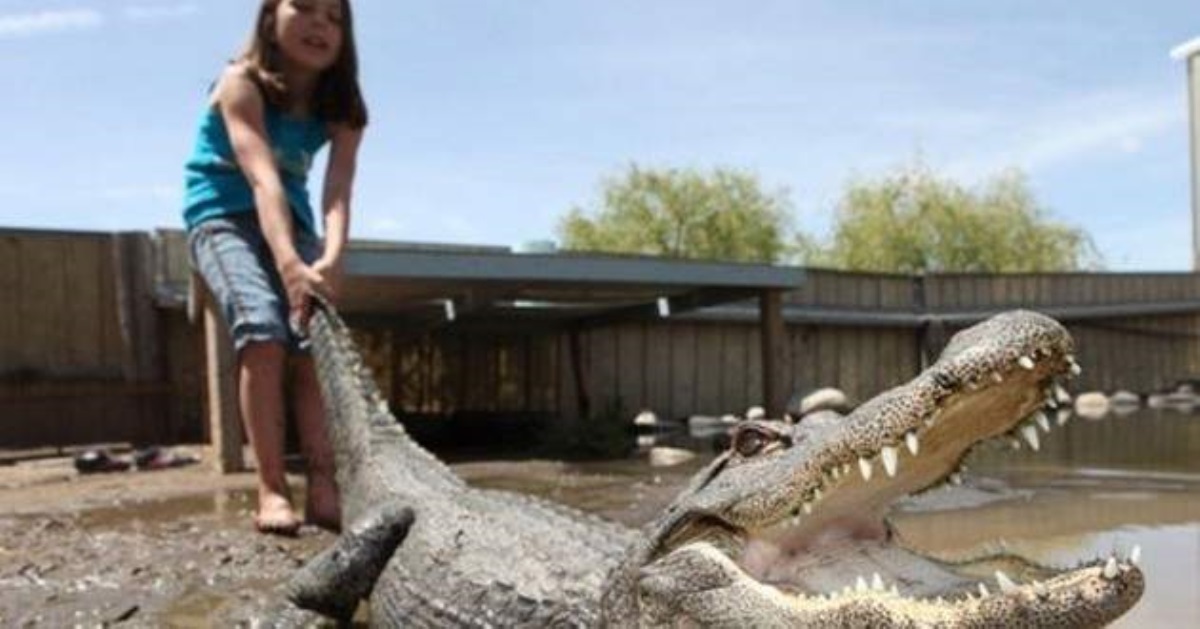 Аллигатор забрался в дом через окно и устроил погром