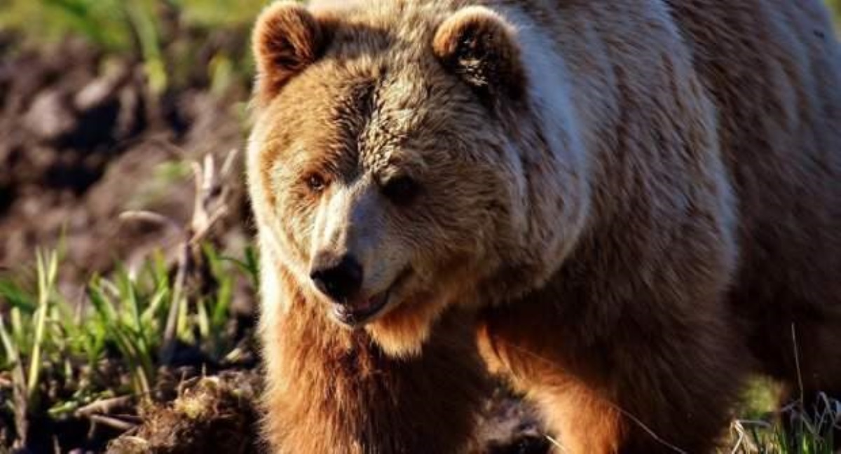 Россиянин откусил медведю ценный орган за то, что тот его атаковал