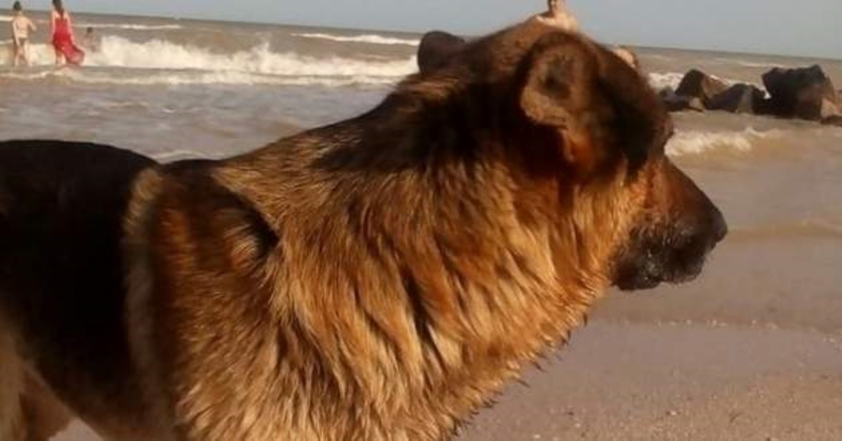 На запорожском курорте «Хатико» бродит в поисках утонувшей хозяйки