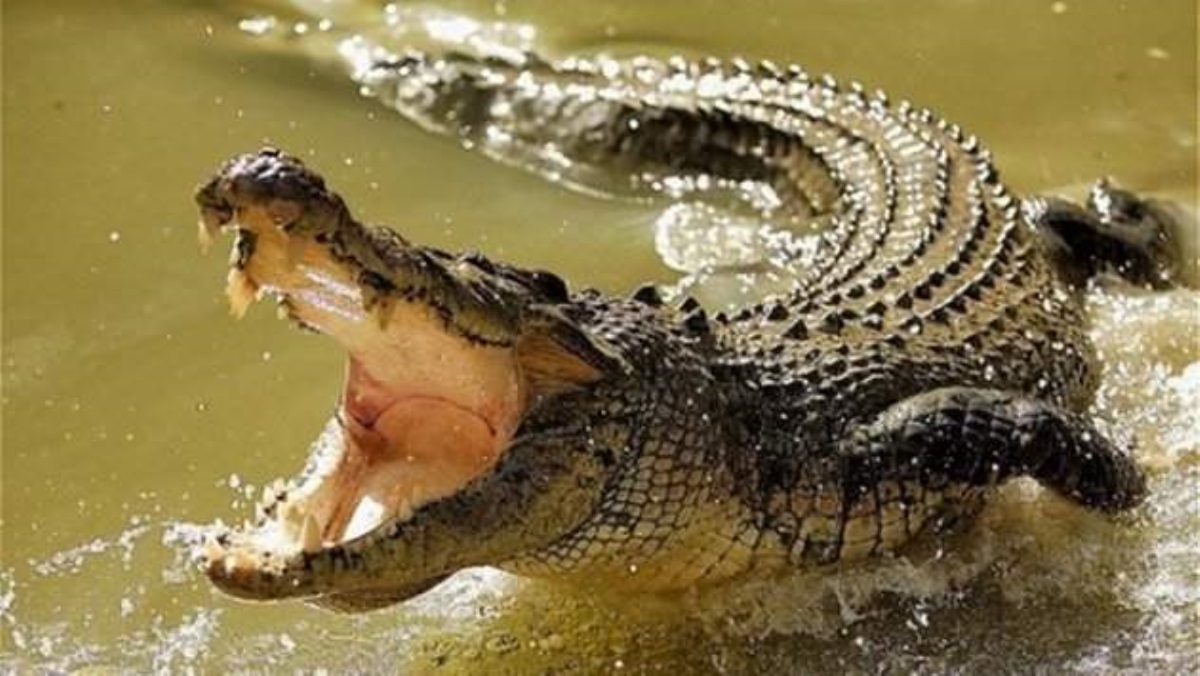 В Черниговской области селяне обнаружили мертвого крокодила
