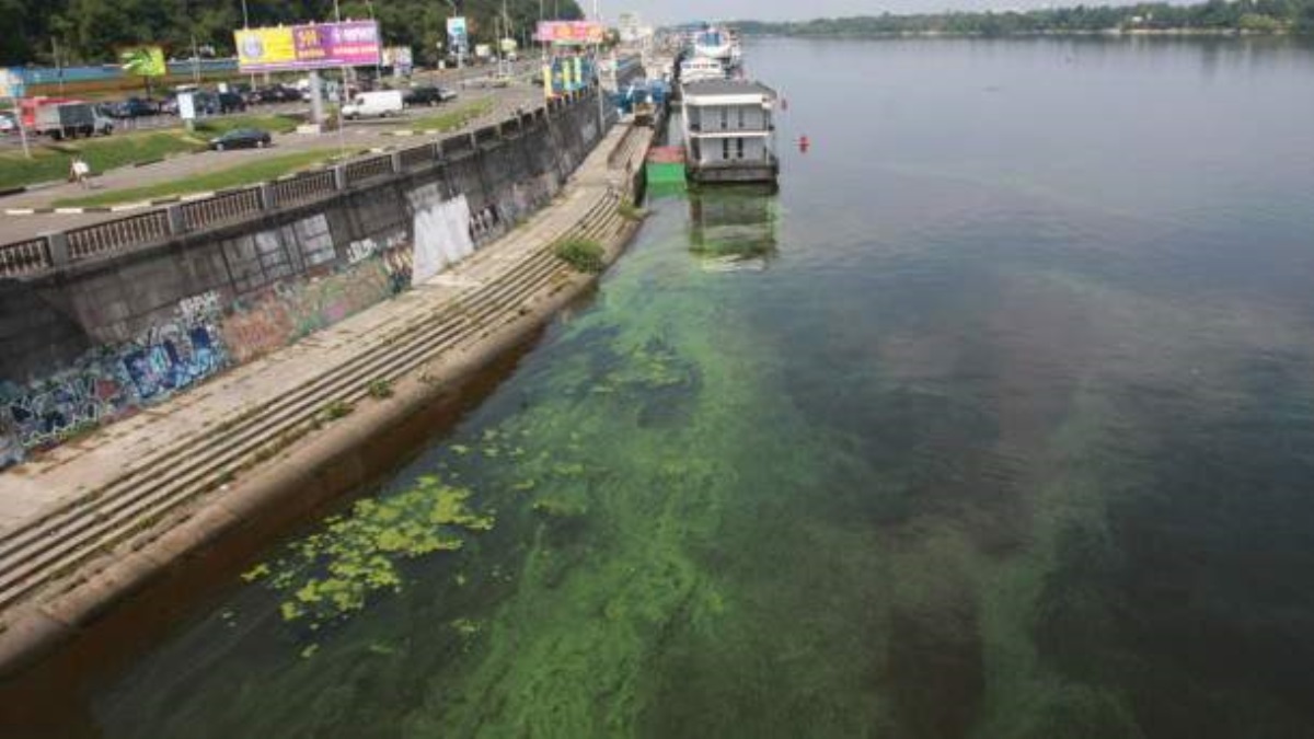 Киевляне забили тревогу из-за водорослей в Днепре