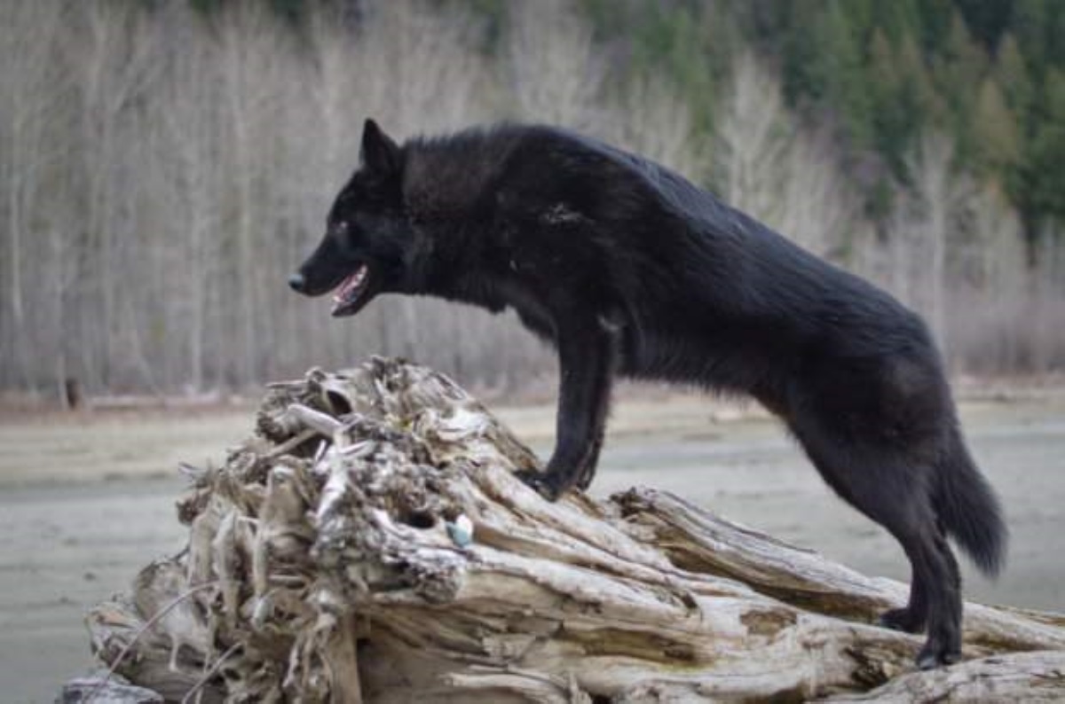 Не боятся человека: украинцев атаковали волкособаки