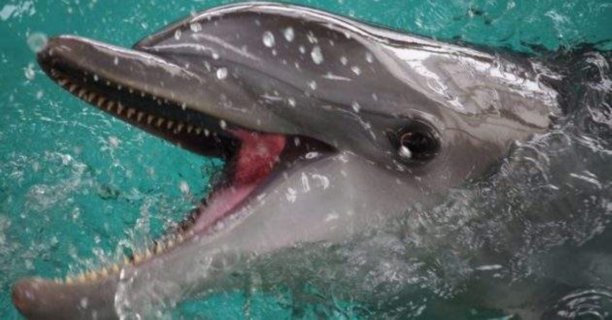 Под Херсоном дельфин приплыл на людный пляж и поплескался с отдыхающими