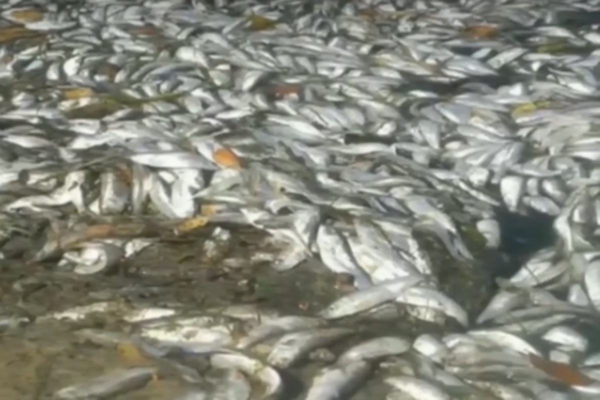 Днепр отравили. В черкасской области находят сотни дохлых рыб и раков. Видео