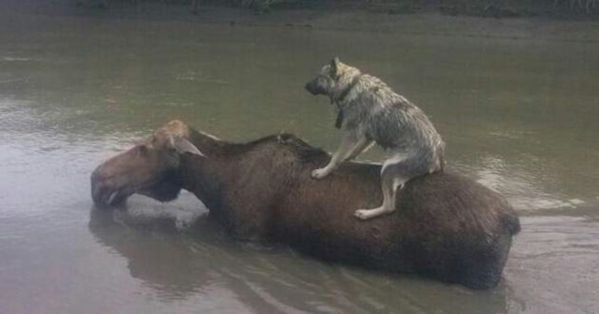 Собака верхом на плывущем лосе вызвала завистливый ажиотаж в сети