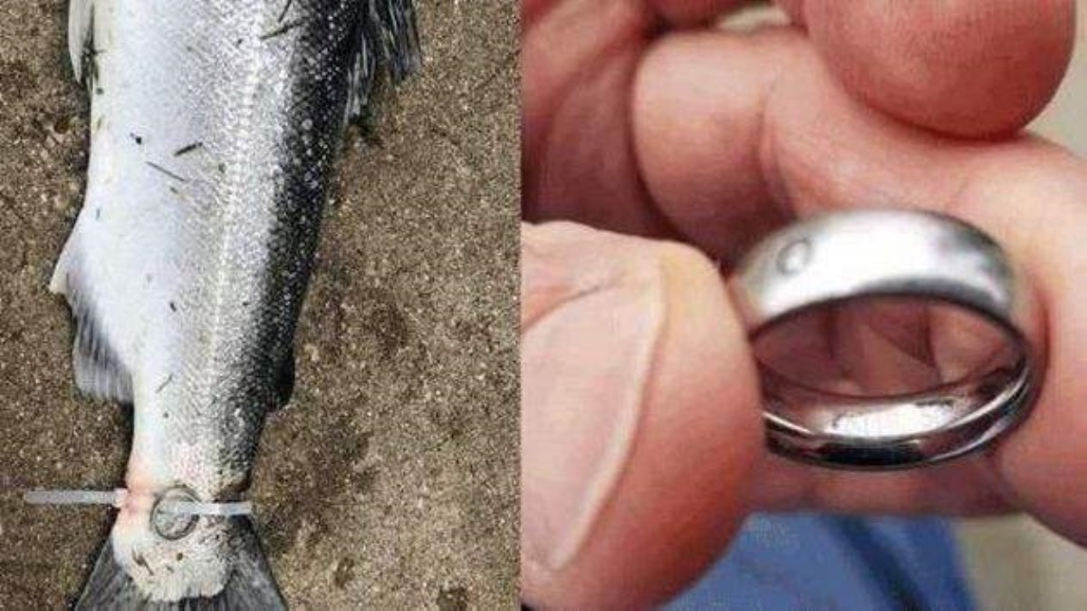 Мужчина поймал рыбу с проклятым кольцом