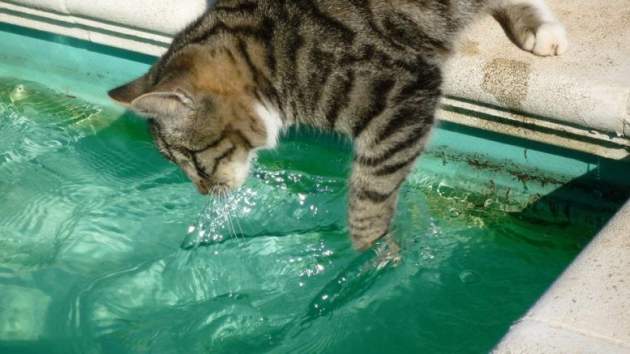 Вот почему кошки так не любят идти в воду