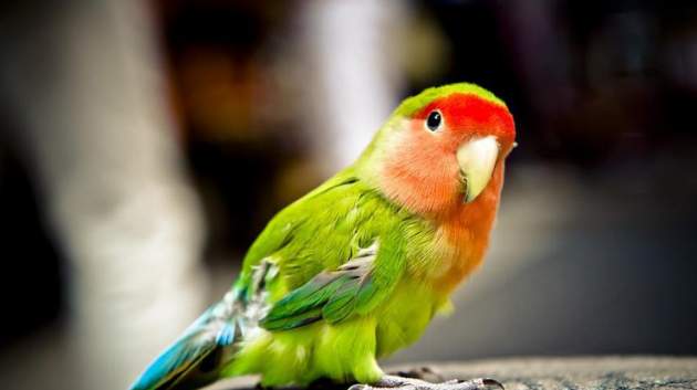 Как стиральная машинка поставила попугая в тупик