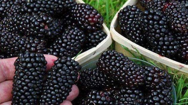 Министр сообщила, какие летние ягоды считаются одними из самых полезных