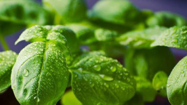 Медики рассказали, кому лучше не есть базилик