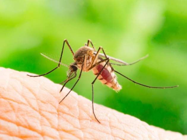 Как уберечься от укусов насекомых во время отдыха на природе