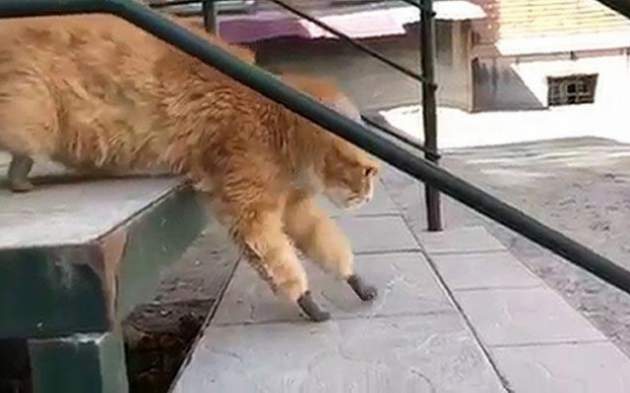 Кот на протезах делает первые шаги