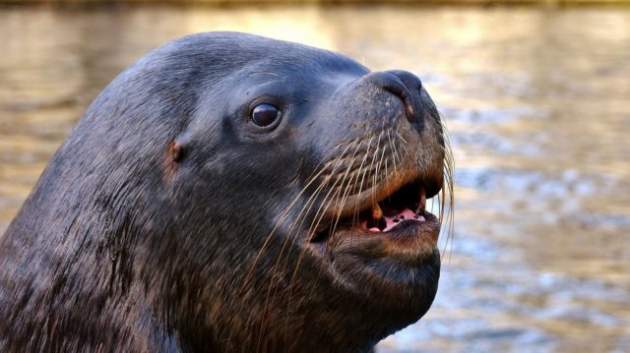 Морской лев атаковал ребенка: жуткие подробности
