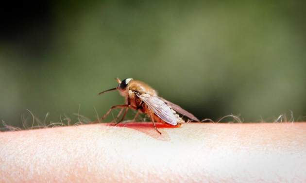 Вот какая группа крови самая "вкусная" для комаров