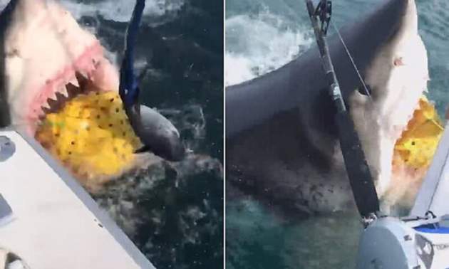 Ужас в океане: рыбаки встретились с гигантской белой акулой