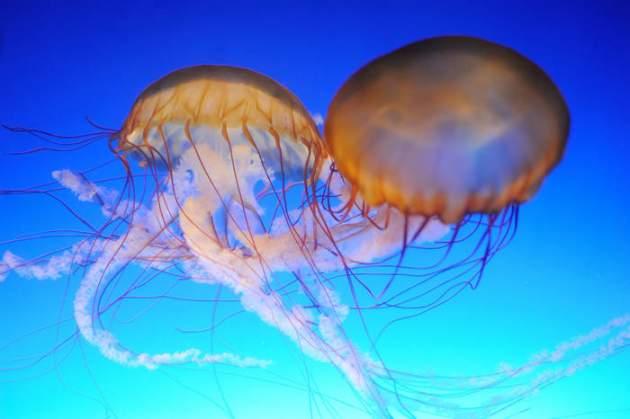 Укус медузы: что нельзя делать ни в коем случае
