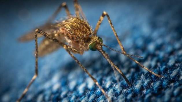 Медики рассказали, как часто можно пользоваться спреями от комаров