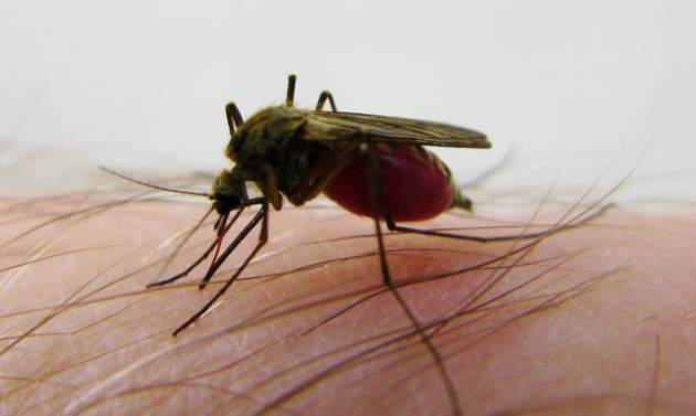 По каким признакам комары выбирают своих «жертв»: что говорят ученые
