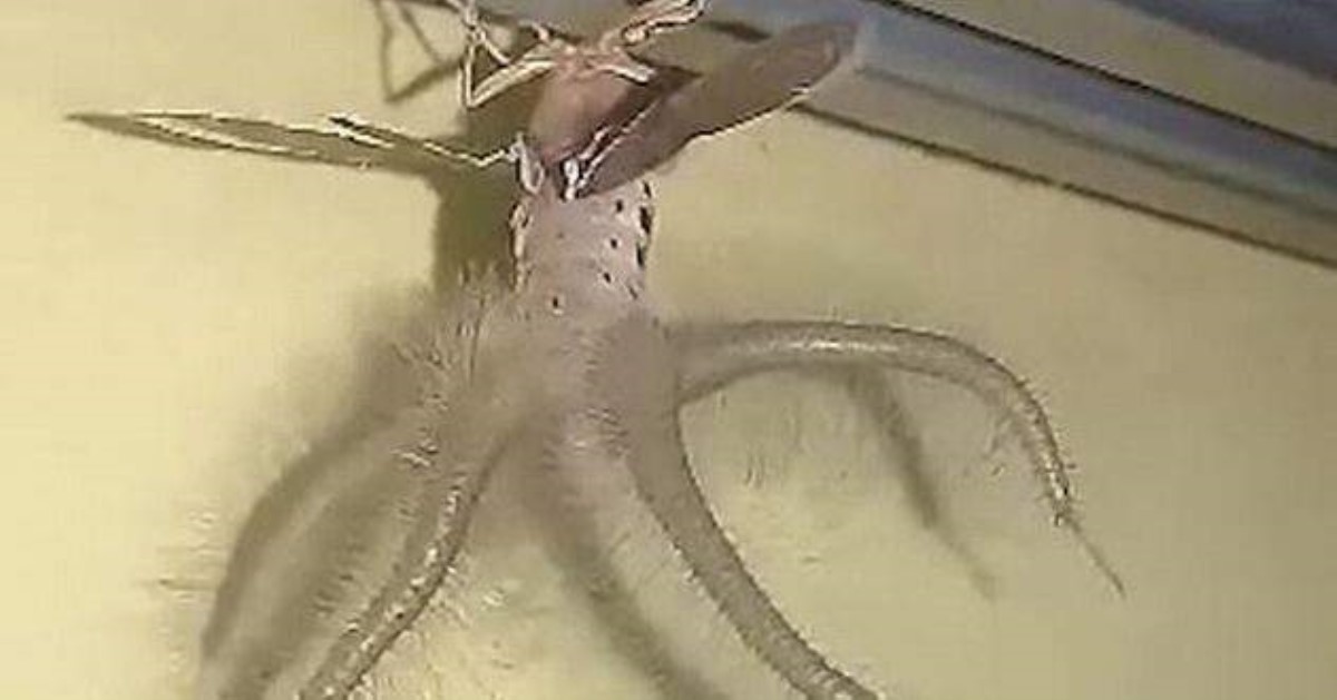 Мужчина в своем доме снял на видео жуткое существо с крыльями и щупальцами