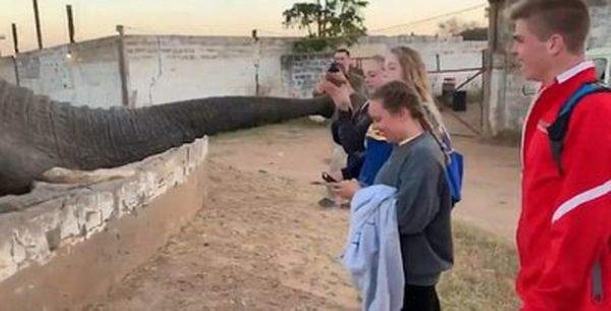 Злобный слон наказал симпатичную девушку-фотографа