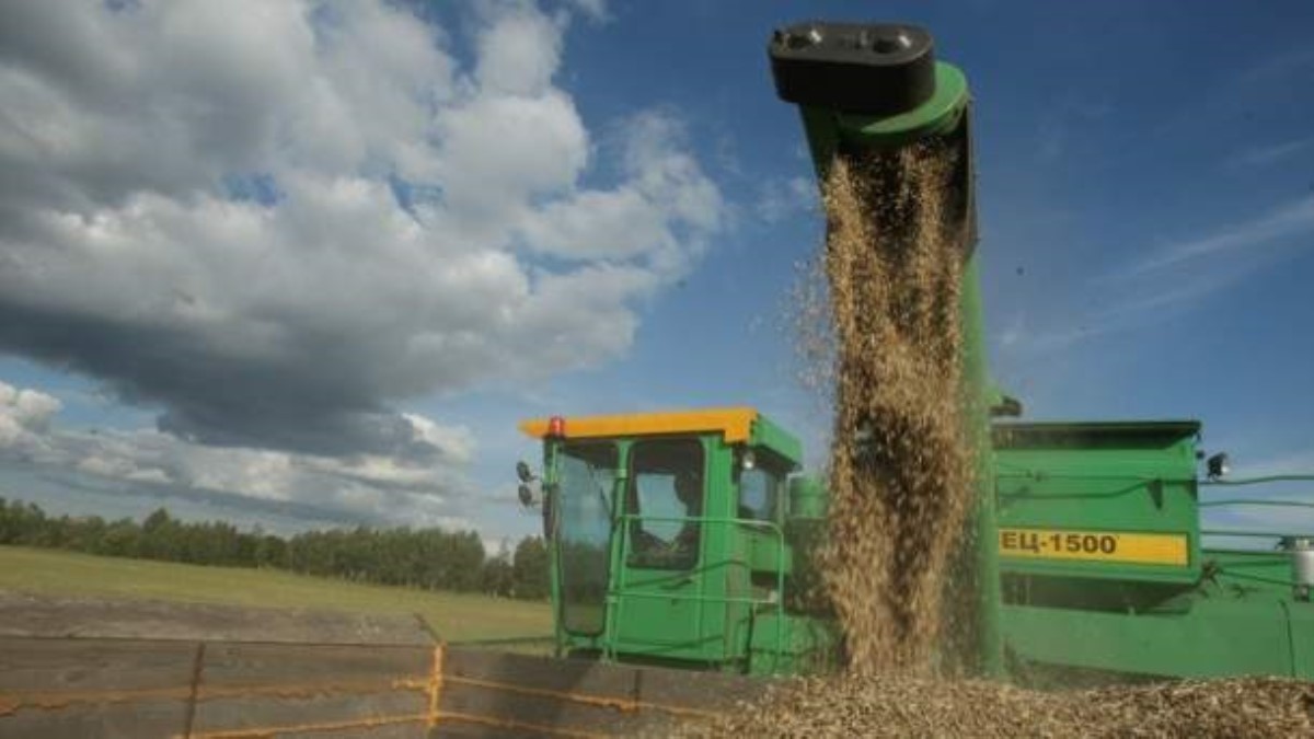 Жатва и осадки: эксперты назвали риски для украинского урожая