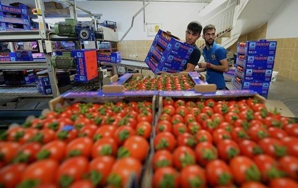 Украина импортировала рекордное количество помидоров и огурцов