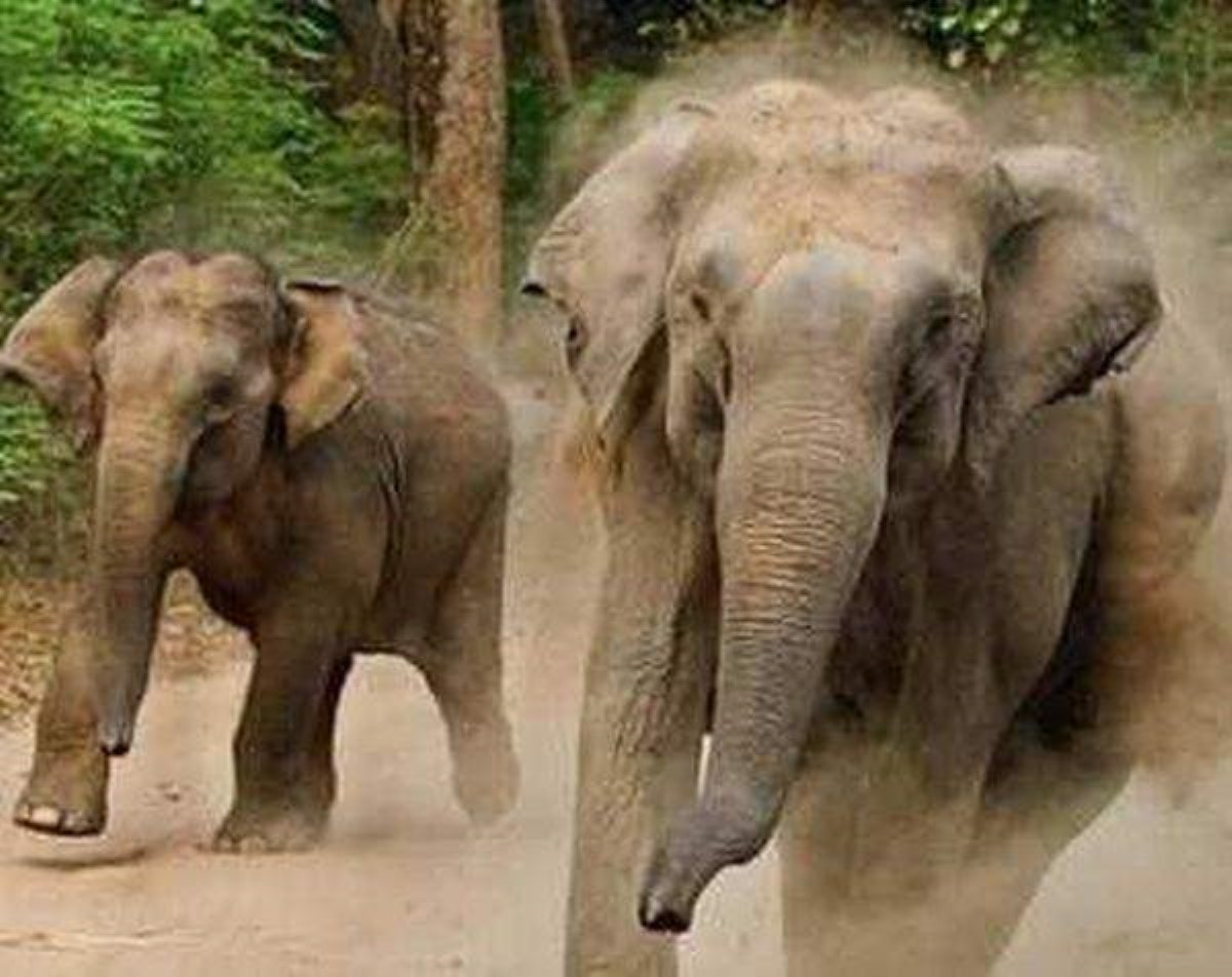 Опасная погоня разъяренного слона за туристами попала на камеру