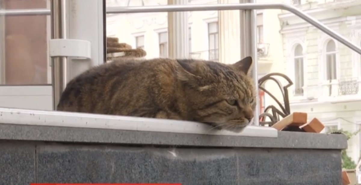Лукавый кот из Одессы завоевал сердца горожан: видеофакт
