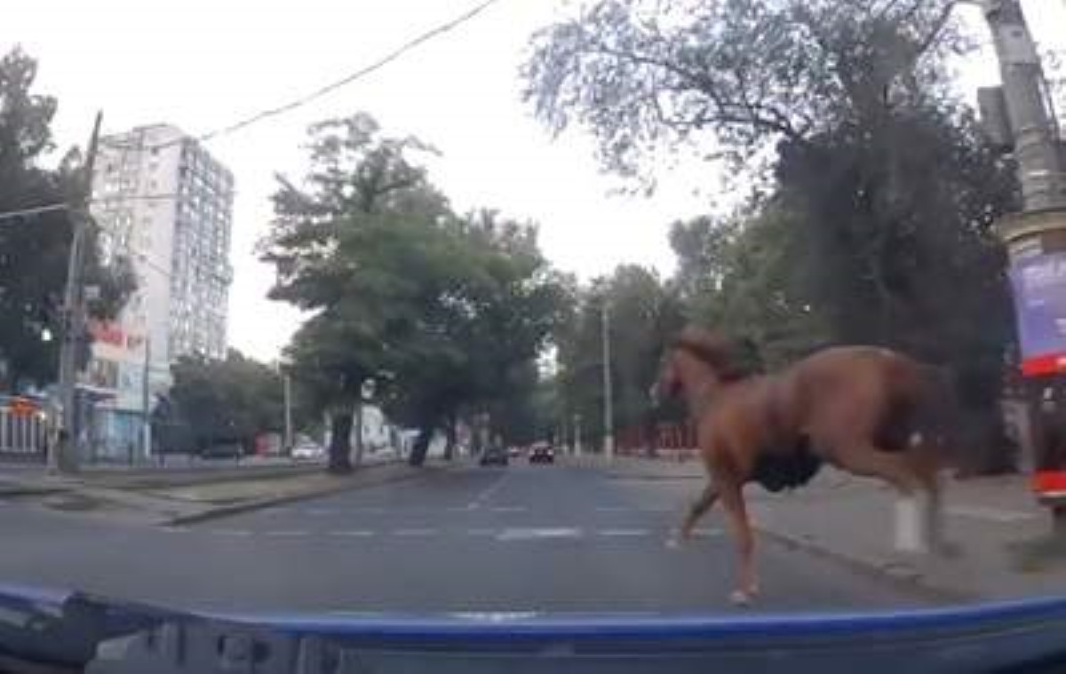 В Одессе патрульные остановили коня на скаку. Видео