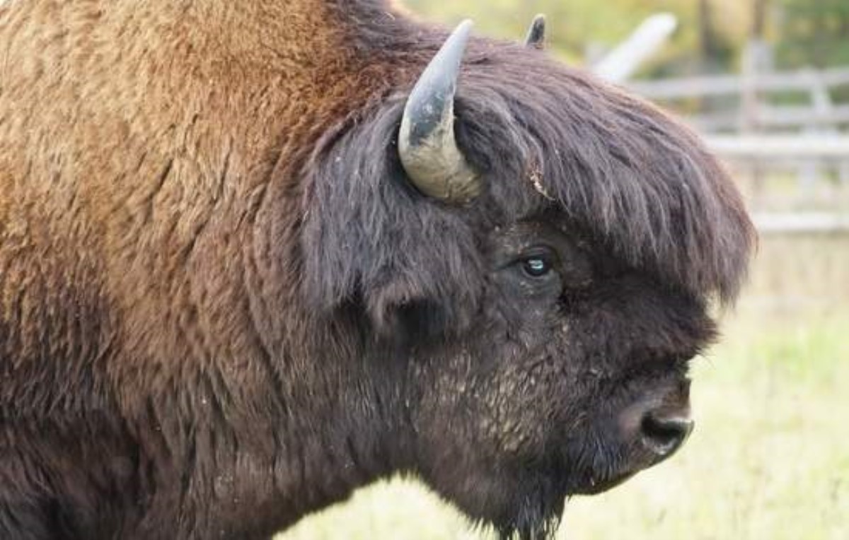 В США взбешенный бизон напал на девочку из Одессы