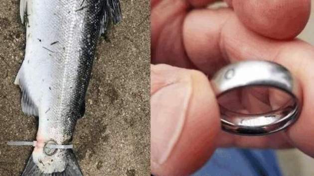В США рыбак выловил рыбу с проклятым кольцом