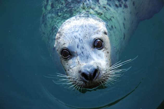 Зловеще, но зрелищно: учёные научили тюленей петь: видеофакт