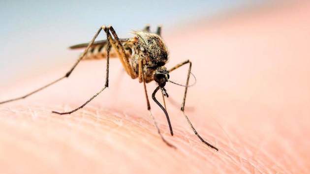 В Днепре обнаружили опасное заболевание после укуса комара