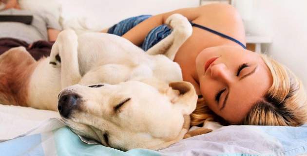 Что на самом деле видят собаки во снах